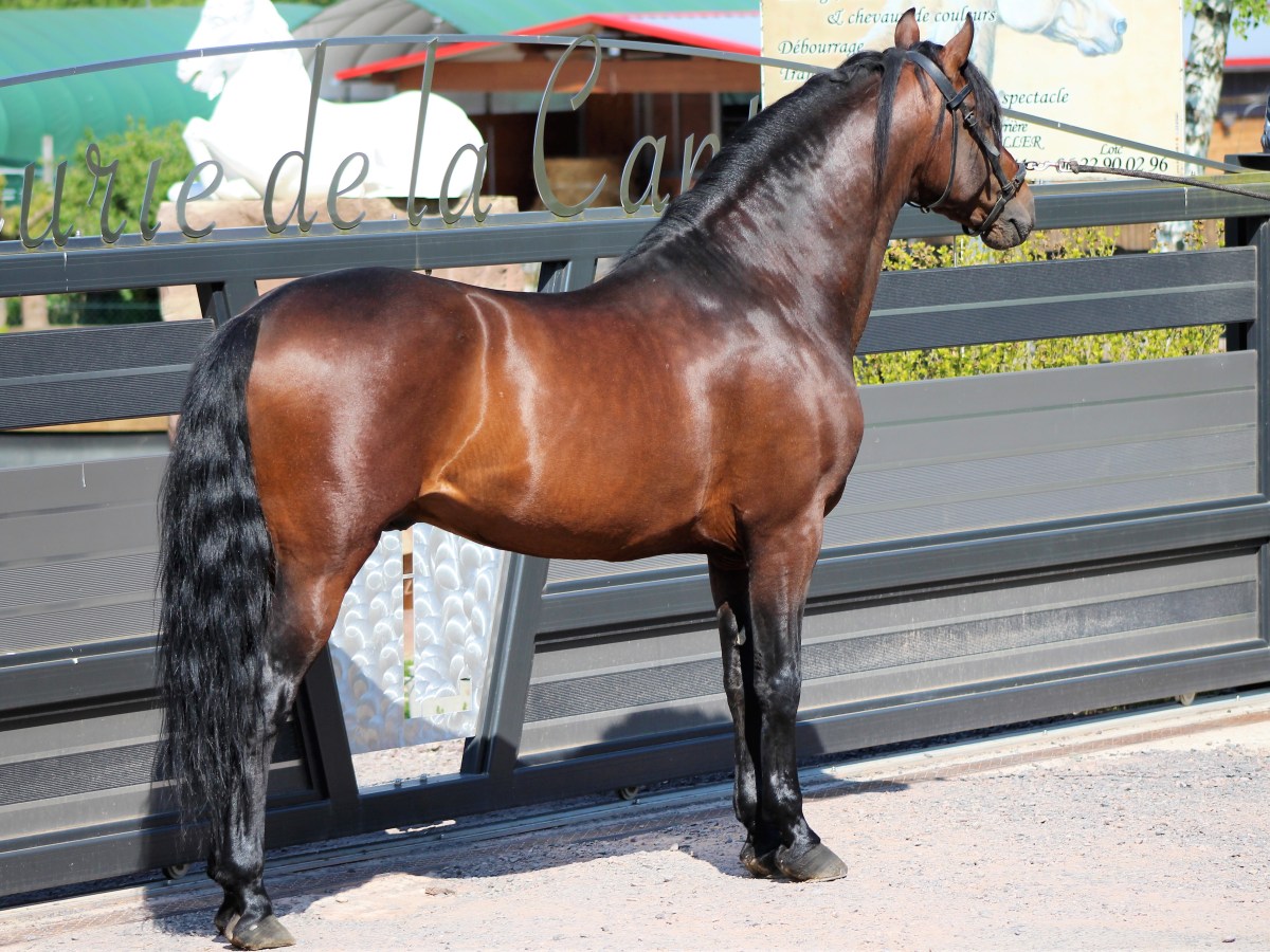 De nouveaux chevaux sont disponibles à la&nbsp;vente