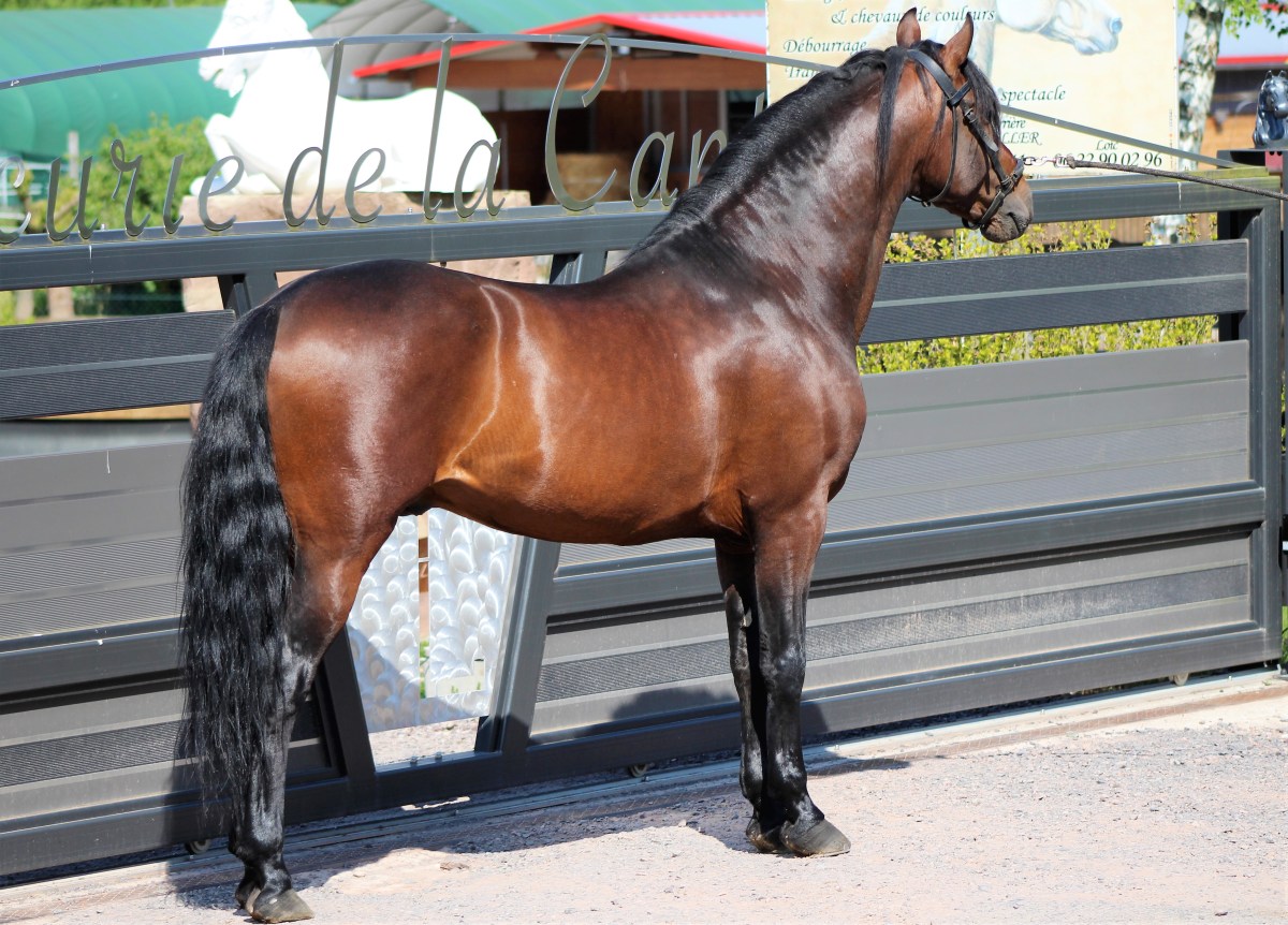 De nouveaux chevaux sont disponibles à la&nbsp;vente